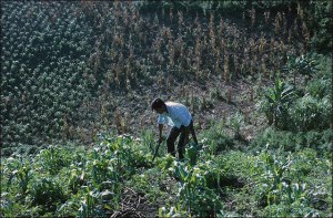 Nahua Man Weeding Milpa, 1970